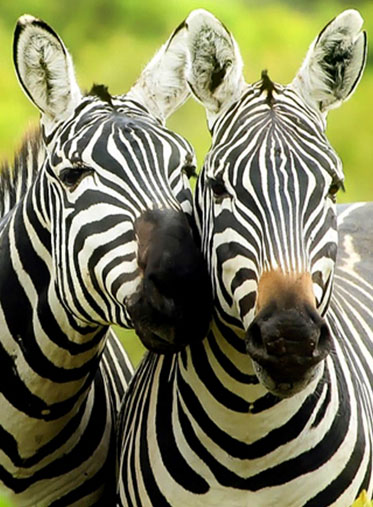 lovely-Zebra