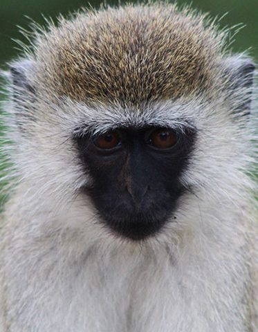 monkey-Tanzania-private-safari-9-day