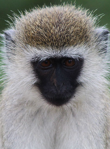 monkey-Tanzania-private-safari-9-day