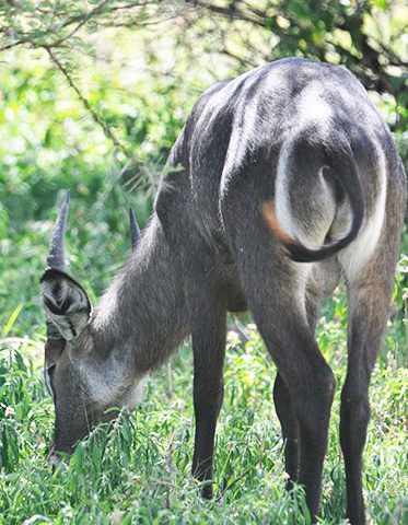 waterbuck-antelope