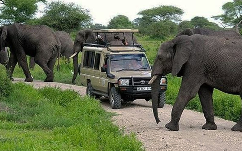Elephant-Tarangire park Tanzania Safari Guides