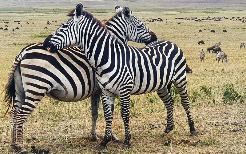 Male-and-female-Zebras
