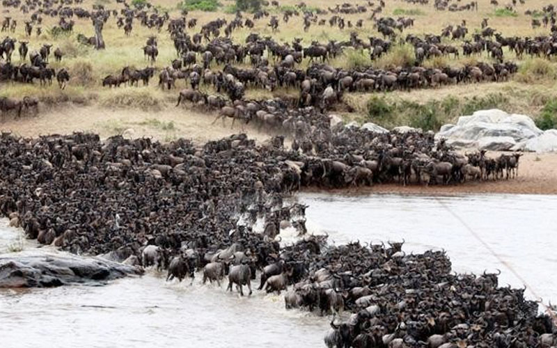 Wildebeest-Migration-Mara river cross Tanzania Safari Guides