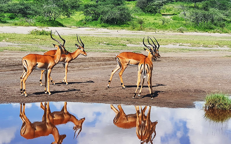 Impala-Tanzania-wildlife-Safari