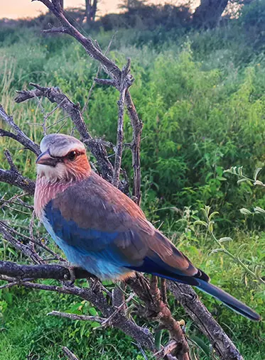 brested-Lilac-roller--Tanzania-Wildlife-Safaris