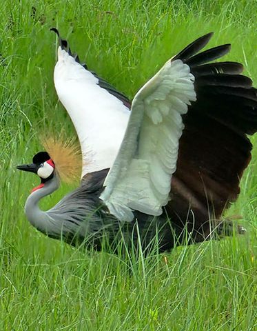 Best-African-Luxury-Safari-Tanzania-Birds