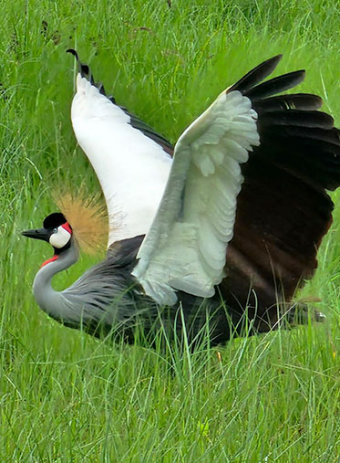 Best-African-Luxury-Safari-Tanzania-Birds
