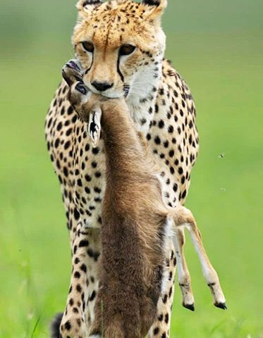 Cheetah-with-prey-African-Wildlife-Photography-tour