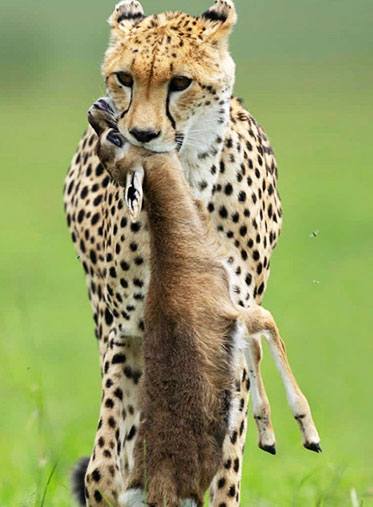 Cheetah-with-prey-African-Wildlife-Photography-tour