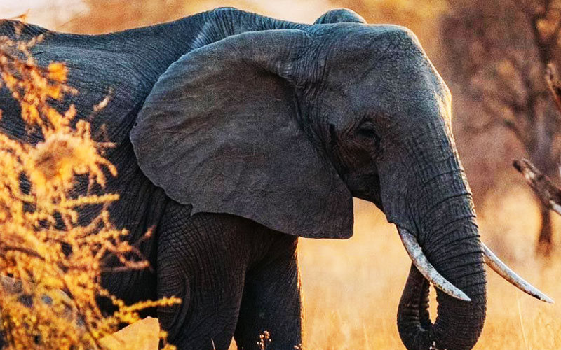 Elephant-African-Wildlife-Safari-Package