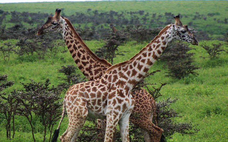 Giraffe-7-Day-African-Wildlife-Photography-tour