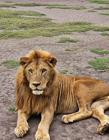 Male-King-Lion-African-Wildlife-Safari-Package