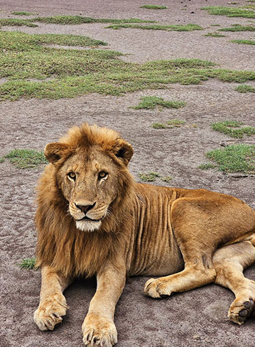 Male-King-Lion-African-Wildlife-Safari-Package