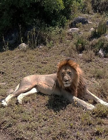 Male-Lion-Serengeti-holiday-Safari-Tanzania