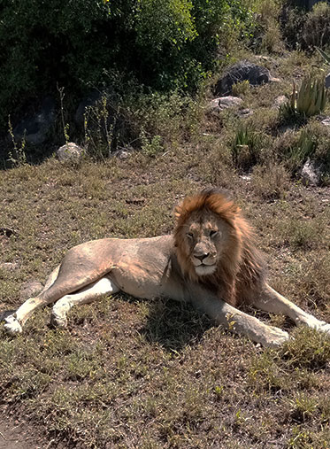 Male-Lion-Serengeti-holiday-Safari-Tanzania
