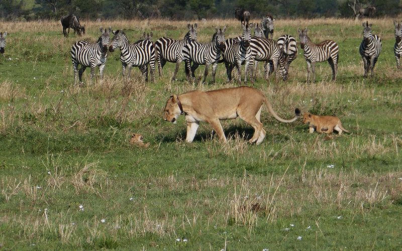 Mama-Simba-9-Days-Holiday-Safari-Tanzania