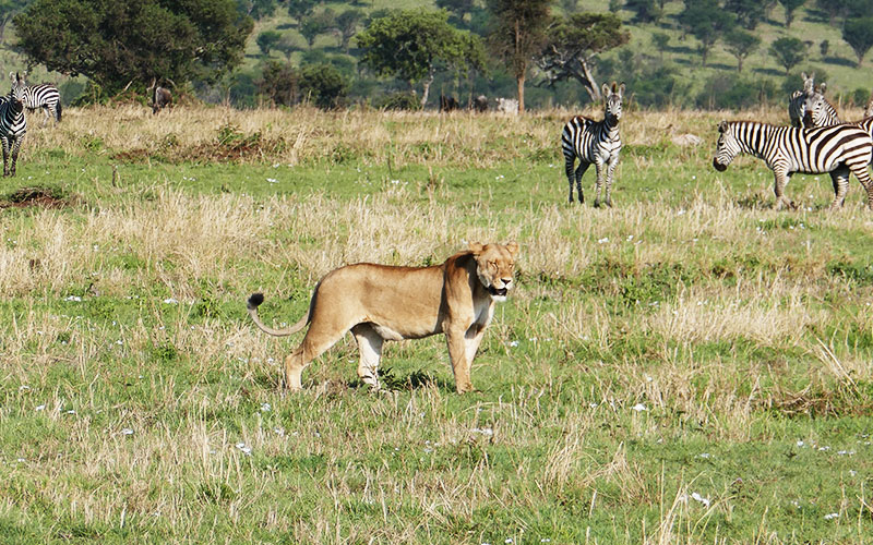 Serengeti-Wild-African-Big-Five-Experience-Safari