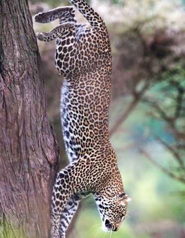 Serengeti-leopard-African-Big-five-Experience-Safari