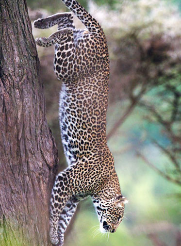 Serengeti-leopard-African-Big-five-Experience-Safari