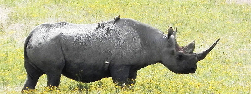 Black-Rhino-Tanzania-Safari-Expert