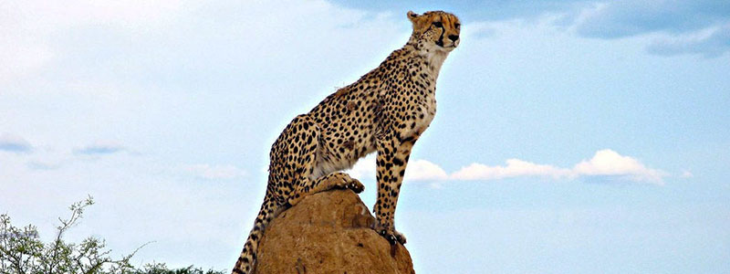 Cheetah-Africa-Experience-Lodge-Safari