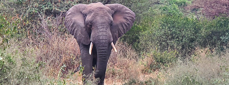 Manyara-Elephant-Tanzania-Private-Safari