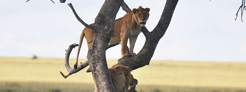 Serengeti-Lion-tree-climb-Africa-Luxury-Safari