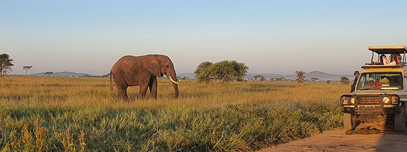 Serengeti-Park-Tanzania-Budget-Safari