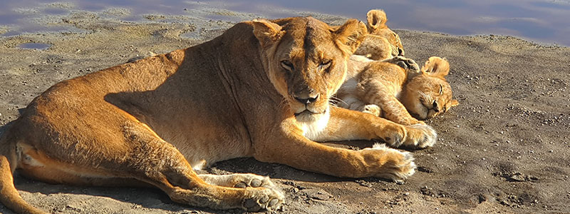 Tanzania-Mid-range-Safari-Lioness