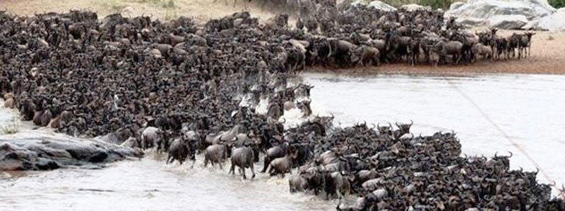 Wildebeest-Migration-Serengeti-Tanzania