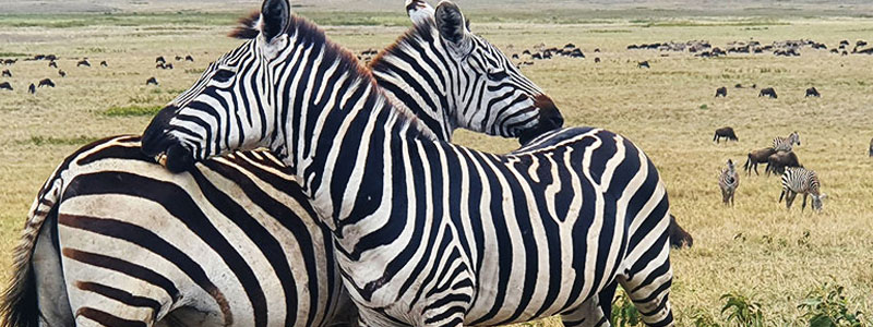 Zebra-Tanzania-Safari-Guide