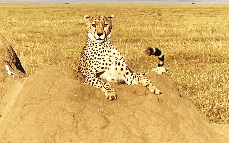 Male-Cheetah-african-trip-and-Tours-Serengeti