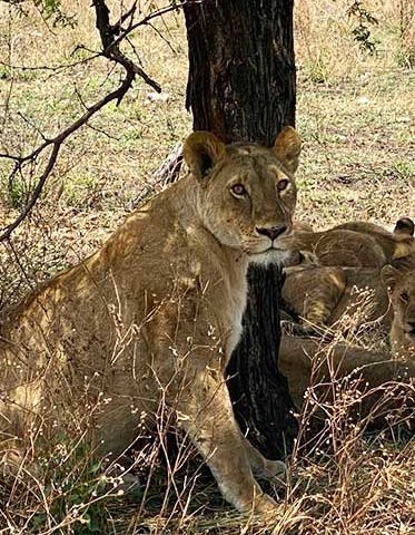 female-lion-Africa-trip-and-tours