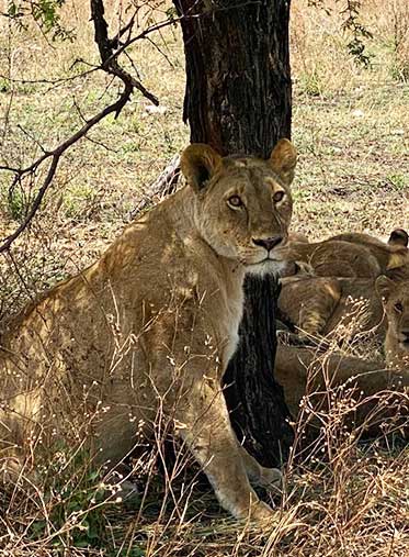 female-lion-Africa-trip-and-tours