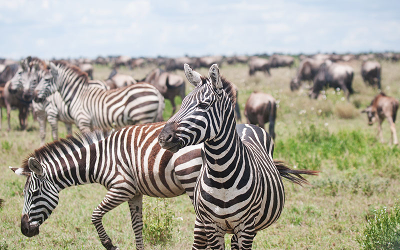 3-Day-Tanzania-Safari-Holiday