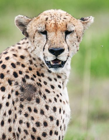 Cheetah-Serengeti-Safari-Tanzania-hazzes