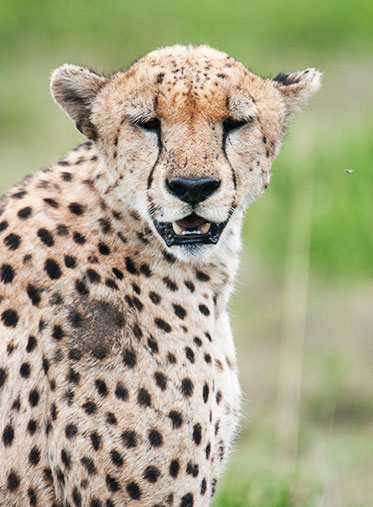 Cheetah-Serengeti-Safari-Tanzania-hazzes