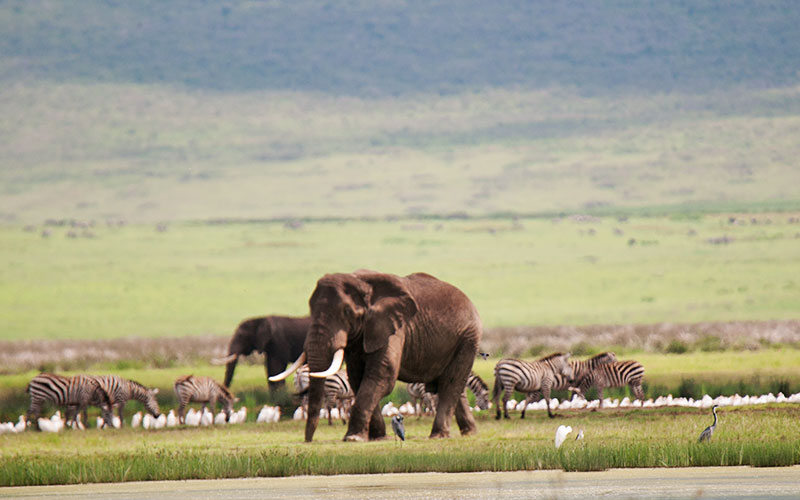 Elephant-Tanzania-Safari-Tour-Package