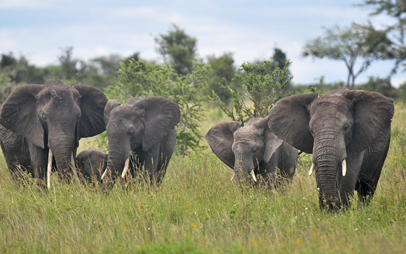 Elephants-Tanzania-Safari-and-Trekking