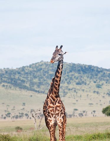 Giraffe-Tanzania-Safari-and-Trekking-hazzes