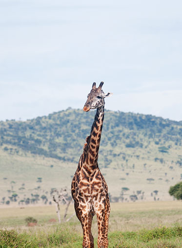 Giraffe-Tanzania-Safari-and-Trekking-hazzes