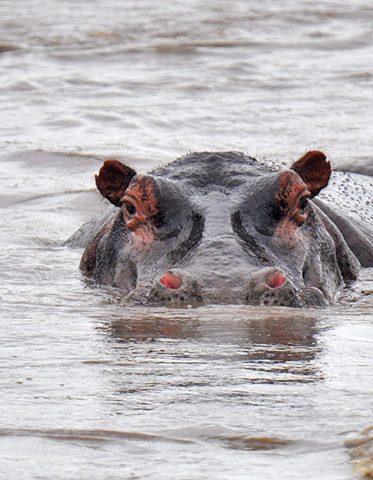 Hippo-Tanzania-Safari-holiday-hazzes