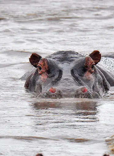 Hippo-Tanzania-Safari-holiday-hazzes