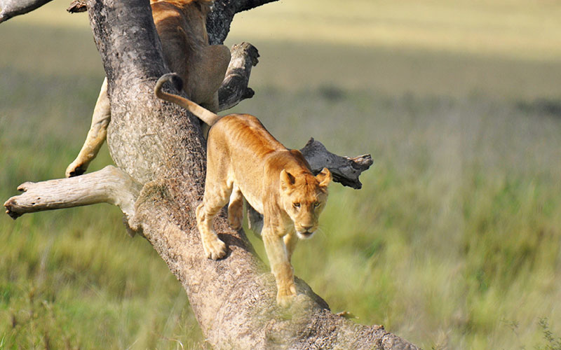 Leoness-Serengeti-Safari-Tanzania