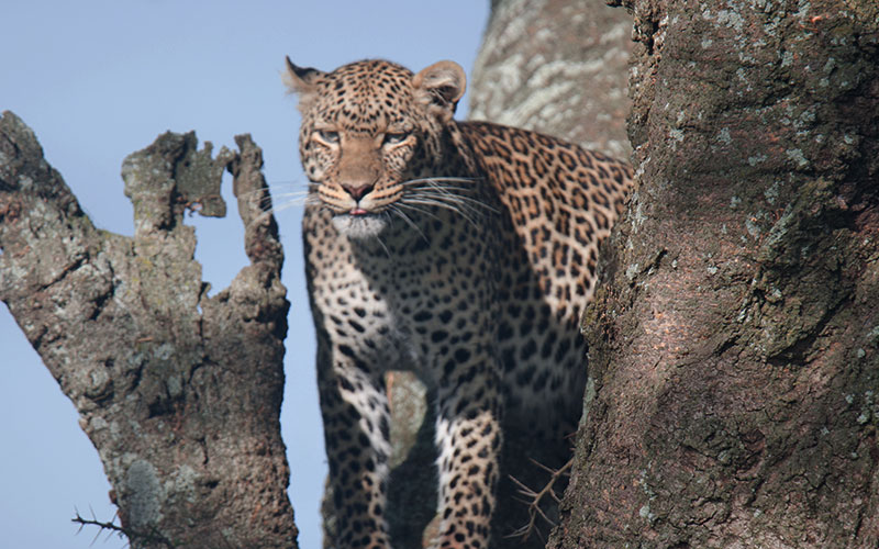 Leopard-Tanzania-Big-Five-Safari-with-hazzes