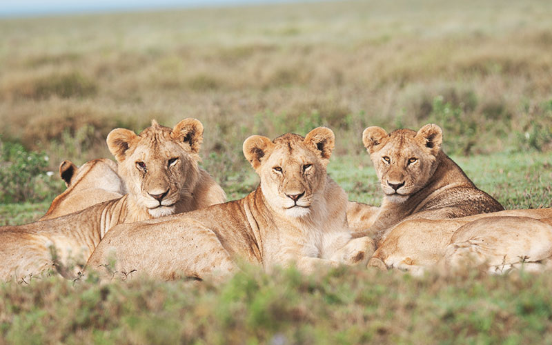 Lion-pride-Tanzania-Safari-Tour