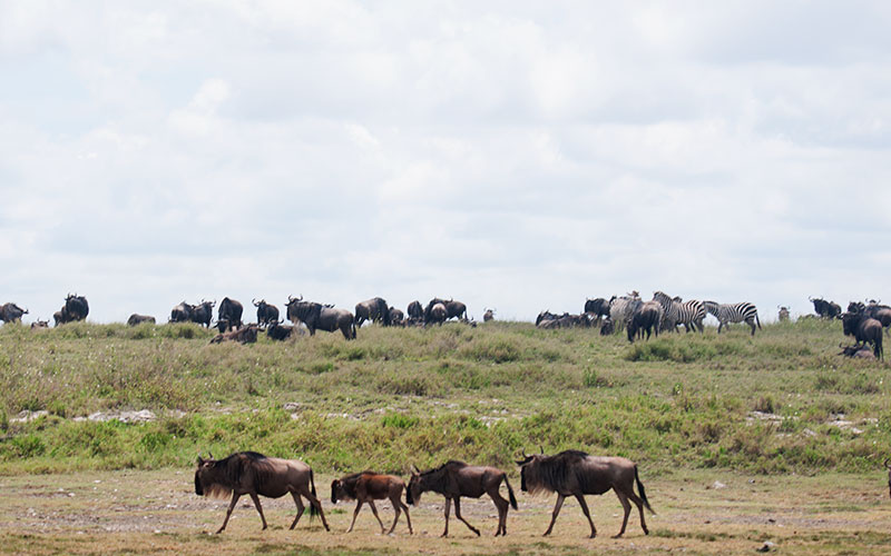 Migration-Gnus-Tanzania-Safari-holiday