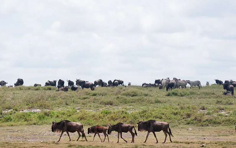 Migration-Gnus-Tanzania-Safari-holiday