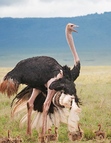 Ostrich-Tanzania-Safari-Tour-Itinerary