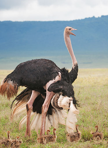 Ostrich-Tanzania-Safari-Tour-Itinerary